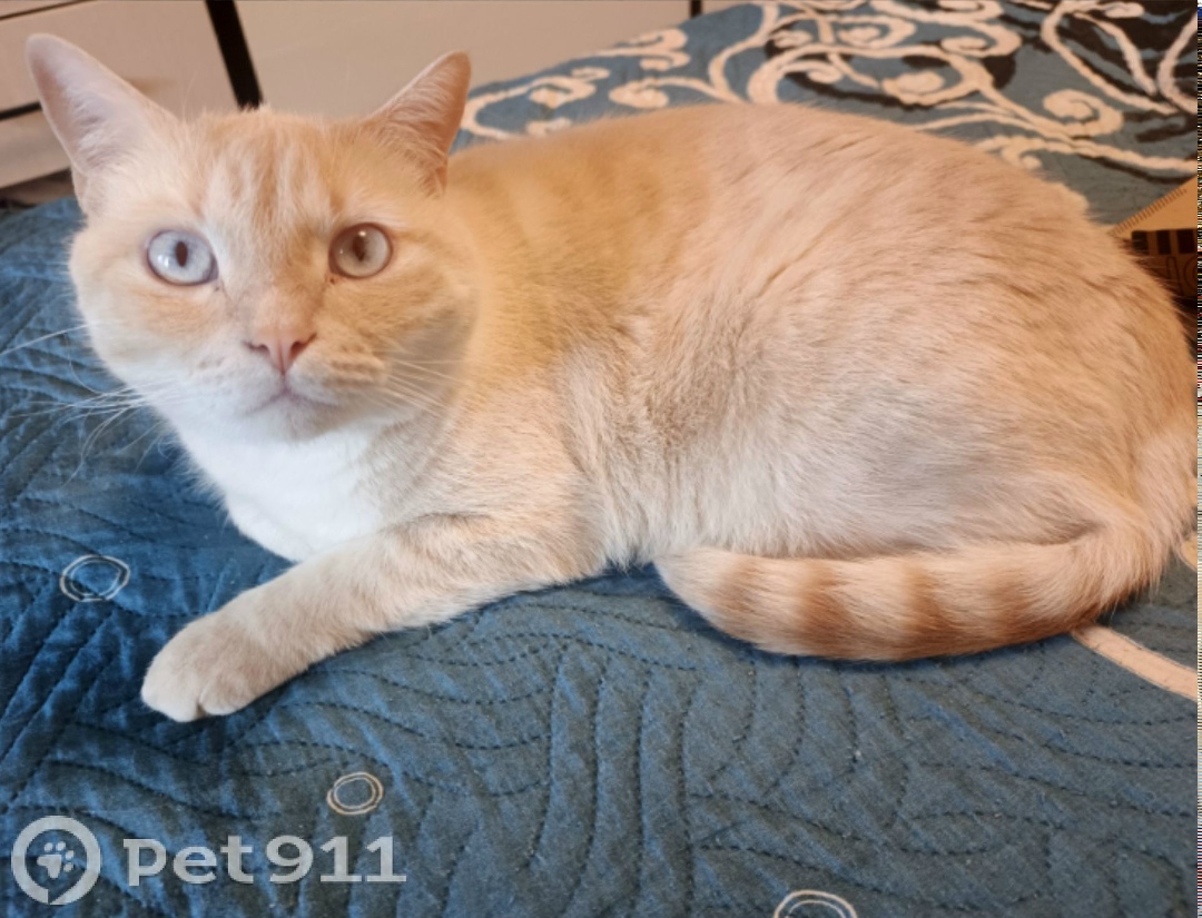 Пропала кошка в Мурманске — фото объявления