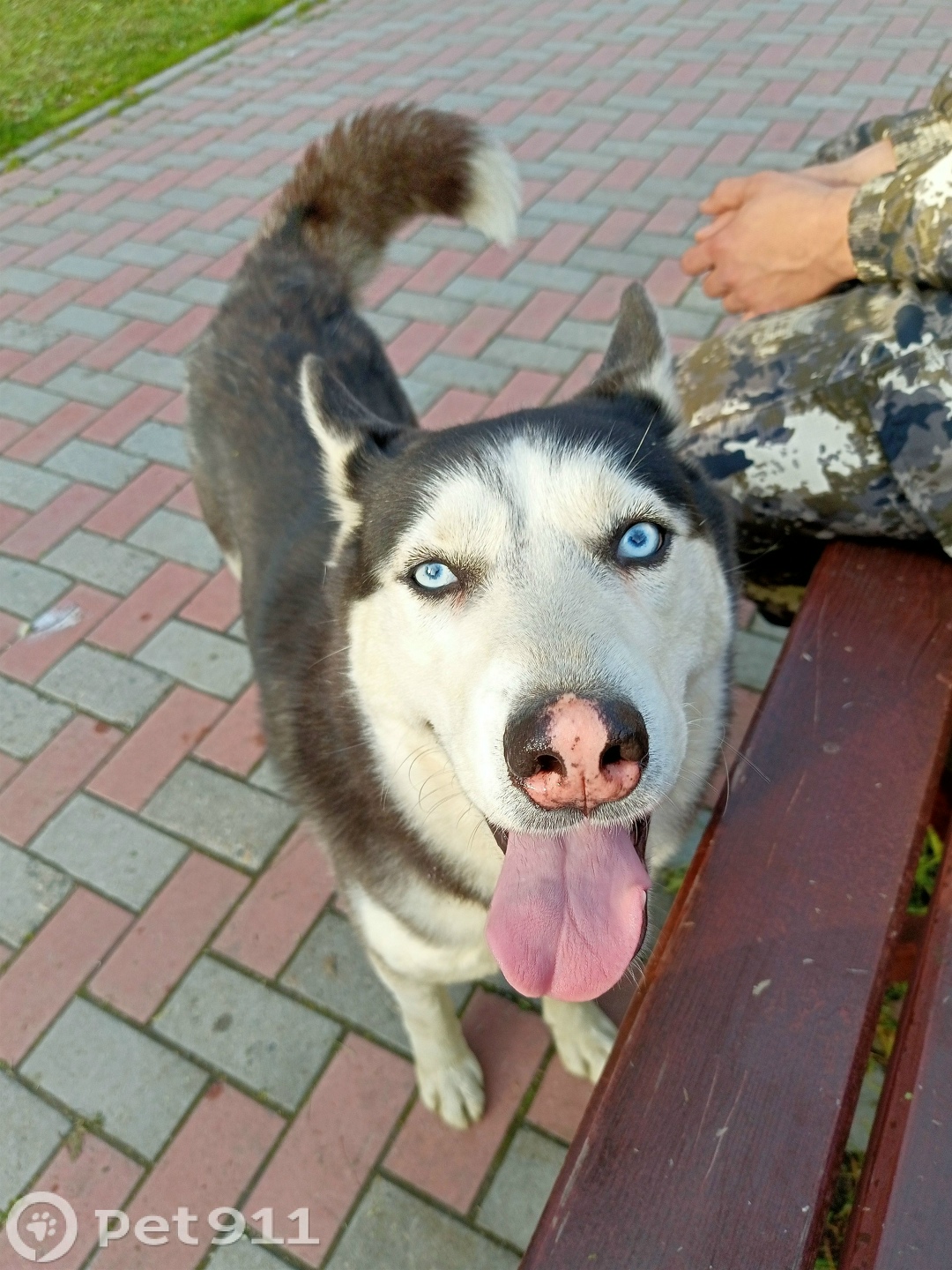 Пропала собака в Мурманске — фото объявления