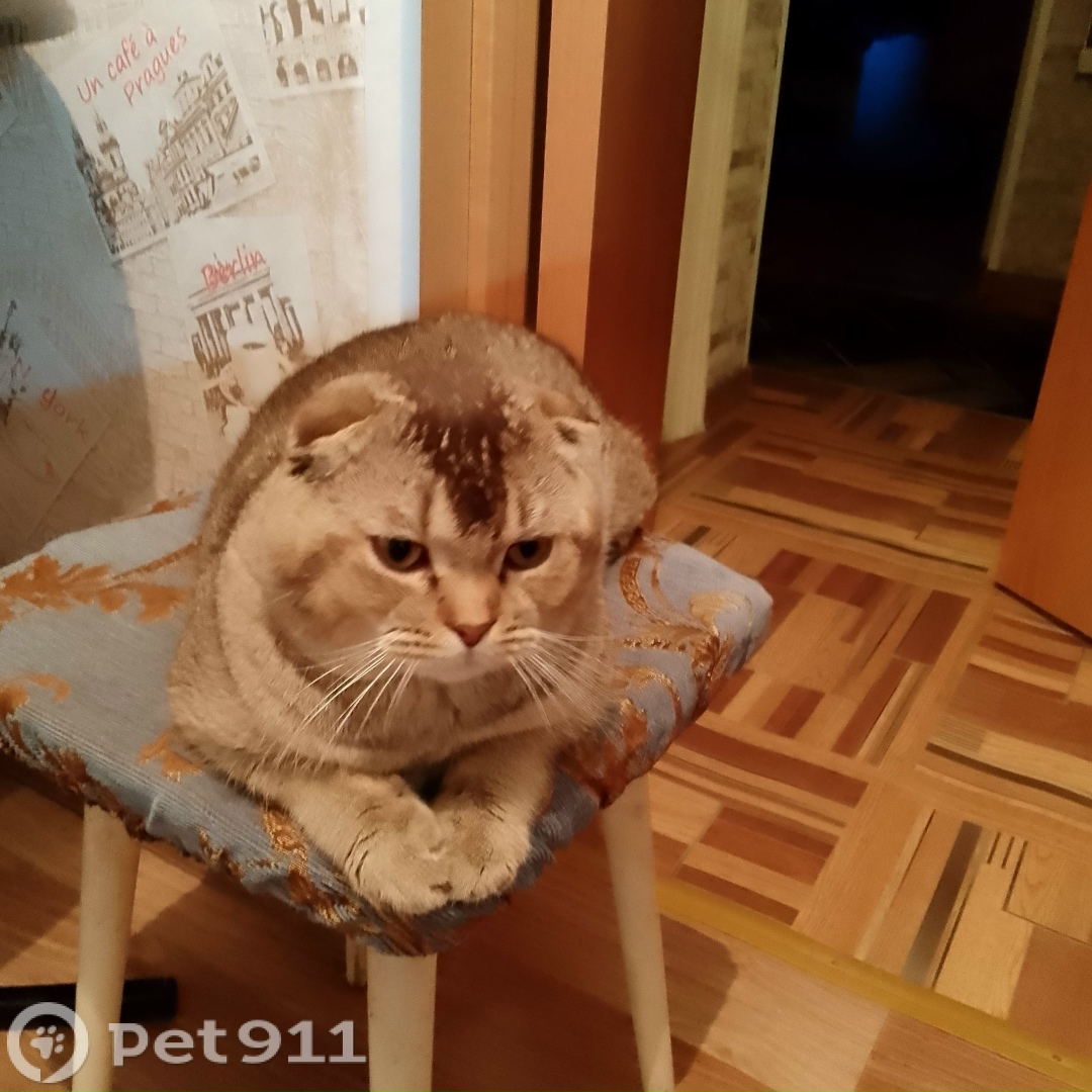 Пропала кошка в Мурманске — фото объявления
