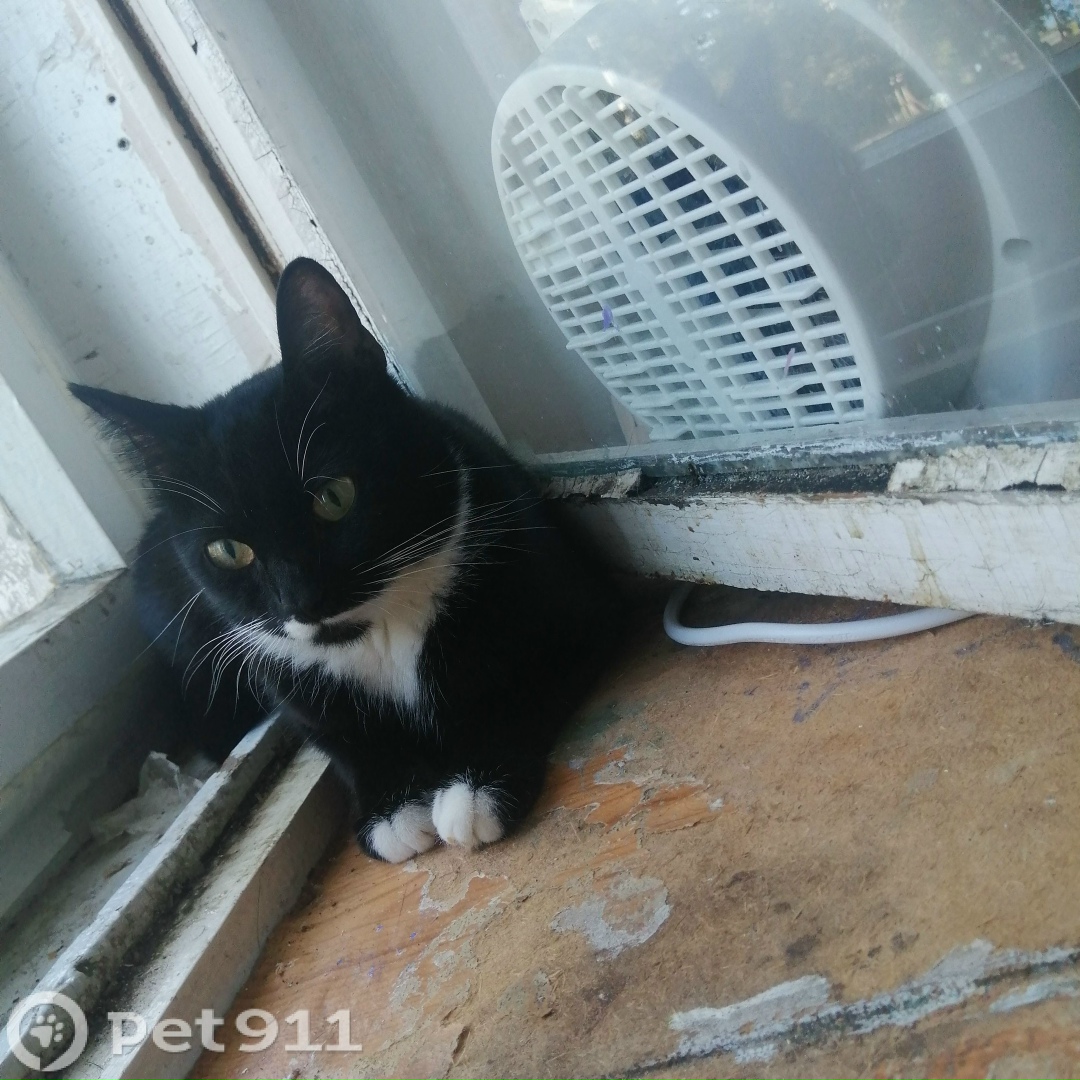 Пропала кошка в Мурманске — фото объявления