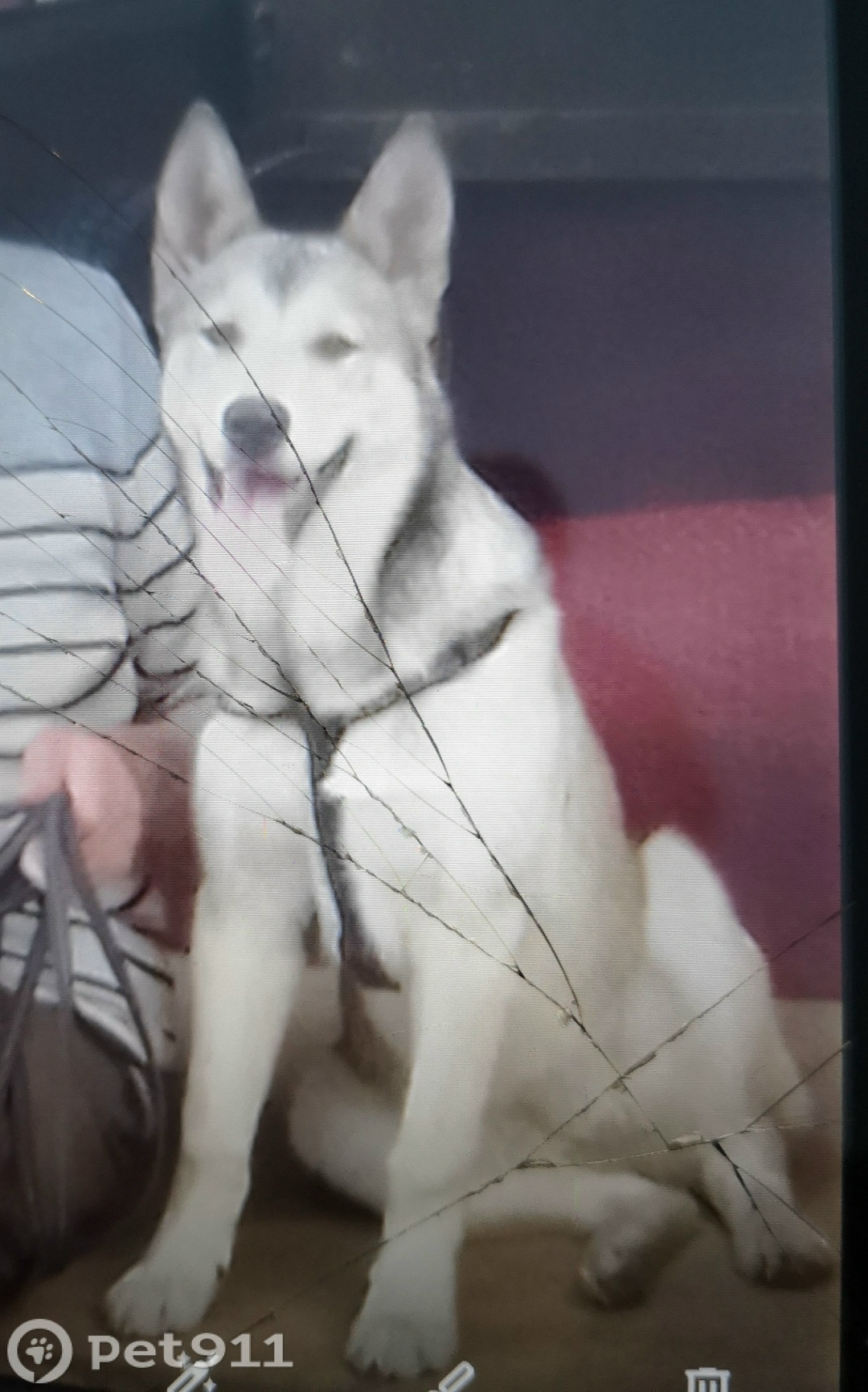 Пропала собака в Мурманске — фото объявления