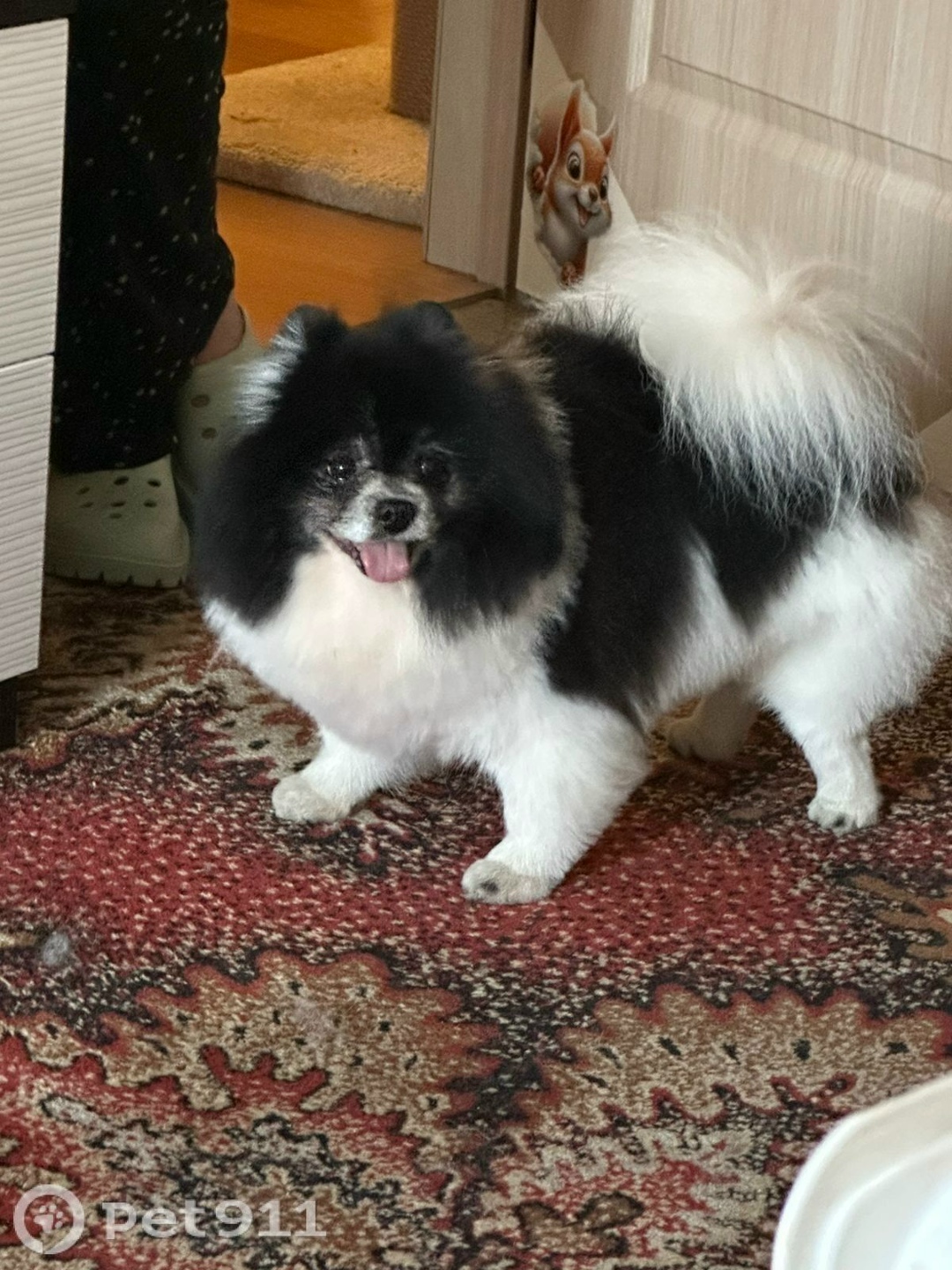 Пропала собака в Мурманске — фото объявления