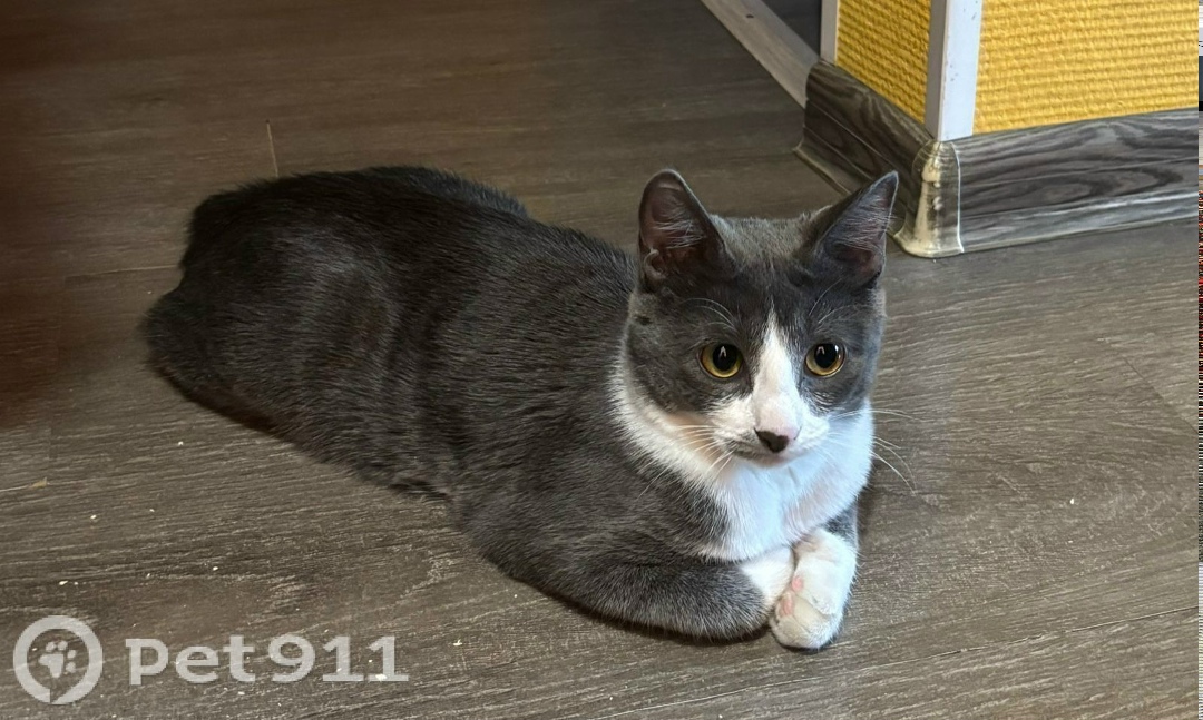 Пропала кошка в Мурманске — фото объявления