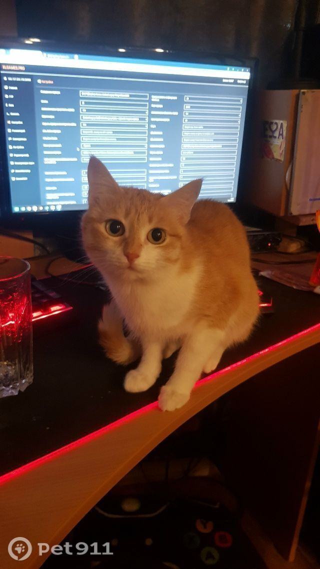 Пропала кошка в Мурманске — фото объявления