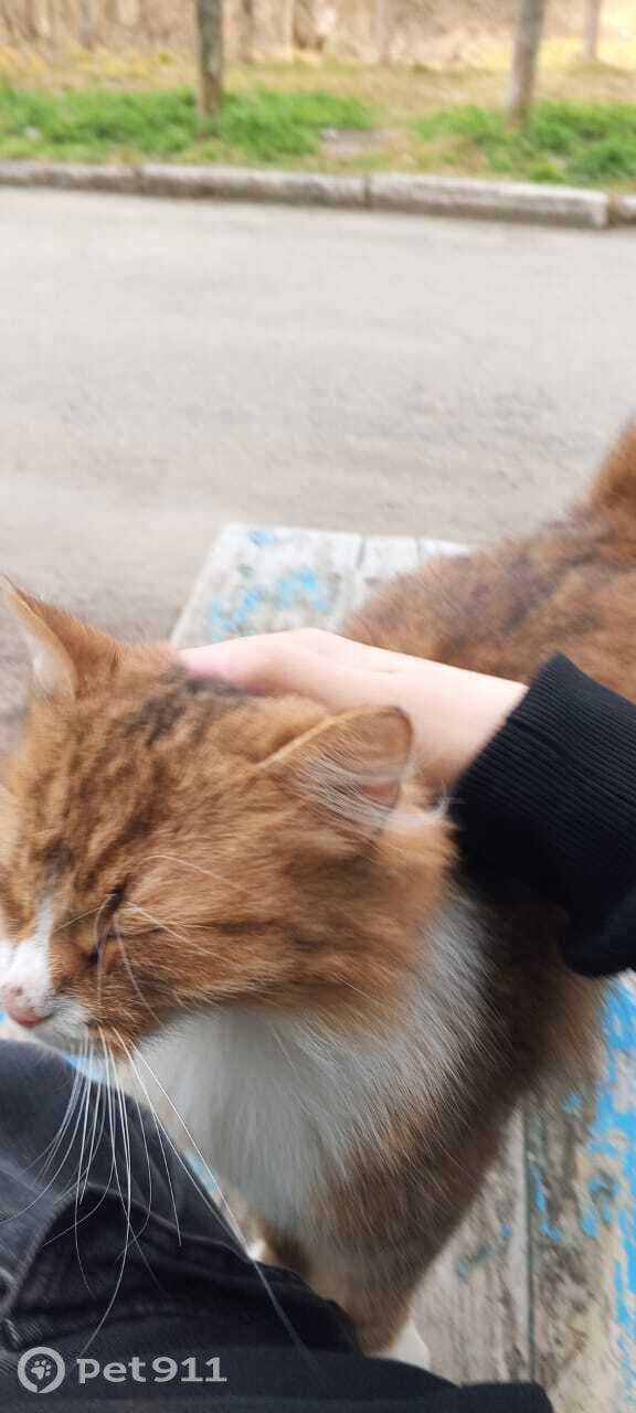 Пропала собака в Мурманске — фото объявления