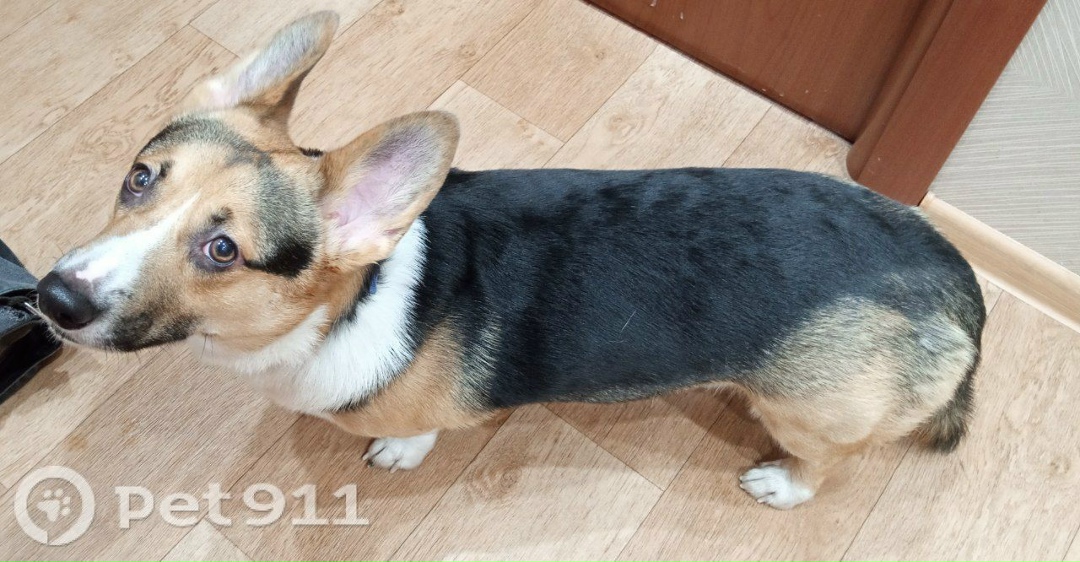 Найдена собака в Мурманске — фото объявления