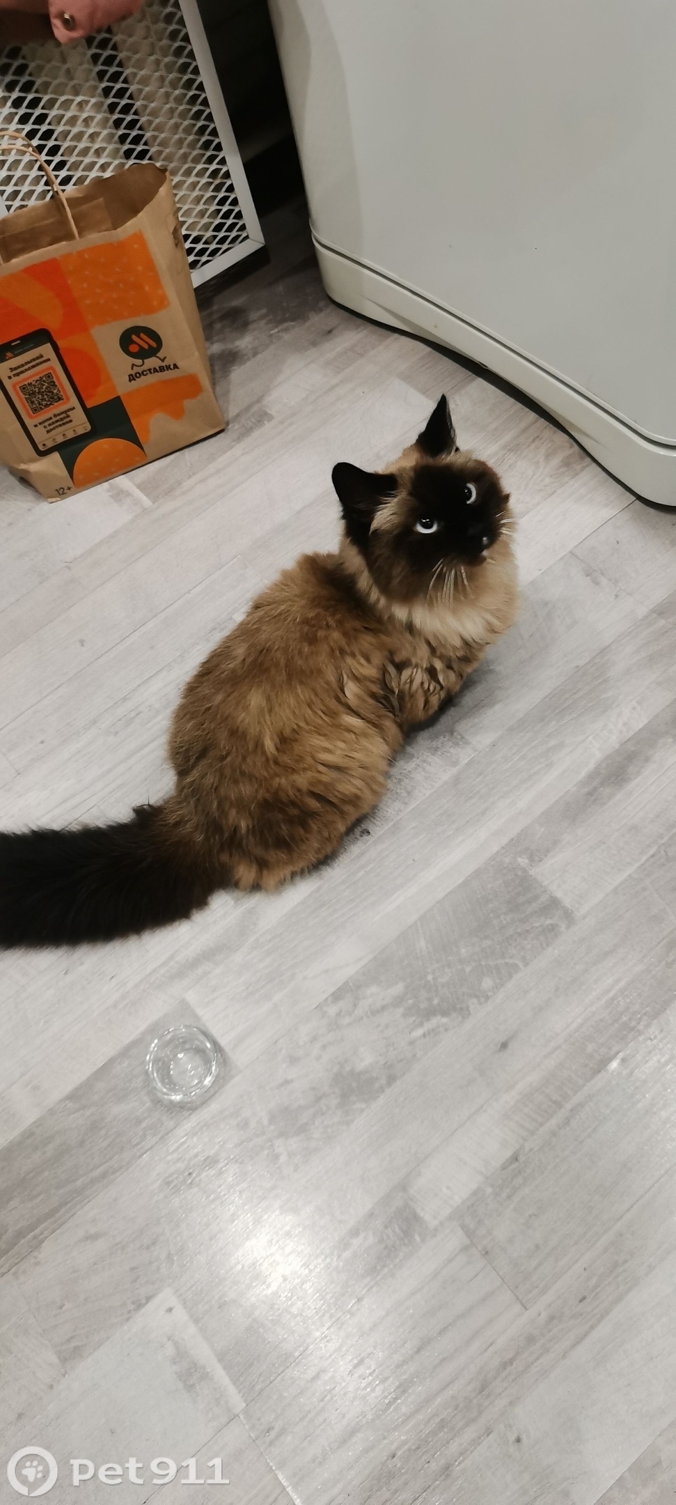 Найдена кошка в Мурманске — фото объявления