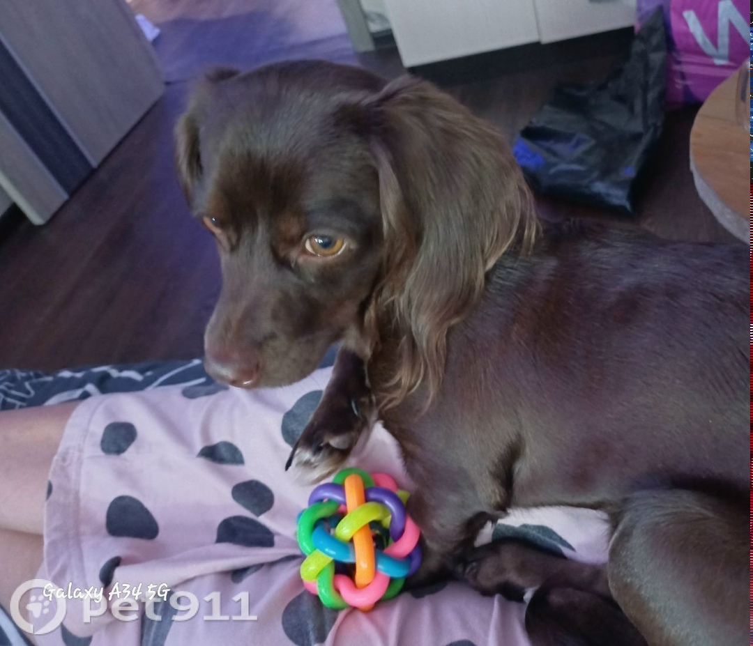 Пропала собака в Мурманске — фото объявления