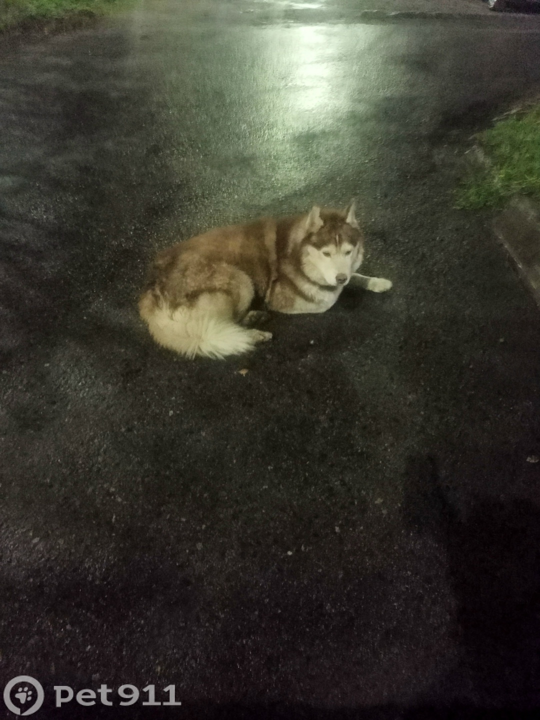 Найдена собака в Мурманске — фото объявления