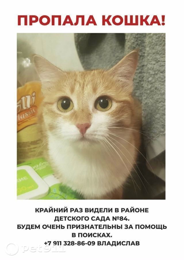 Пропала кошка в Мурманске — фото объявления