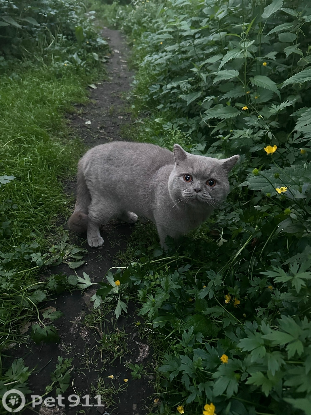 Найдена кошка в Мурманске — фото объявления