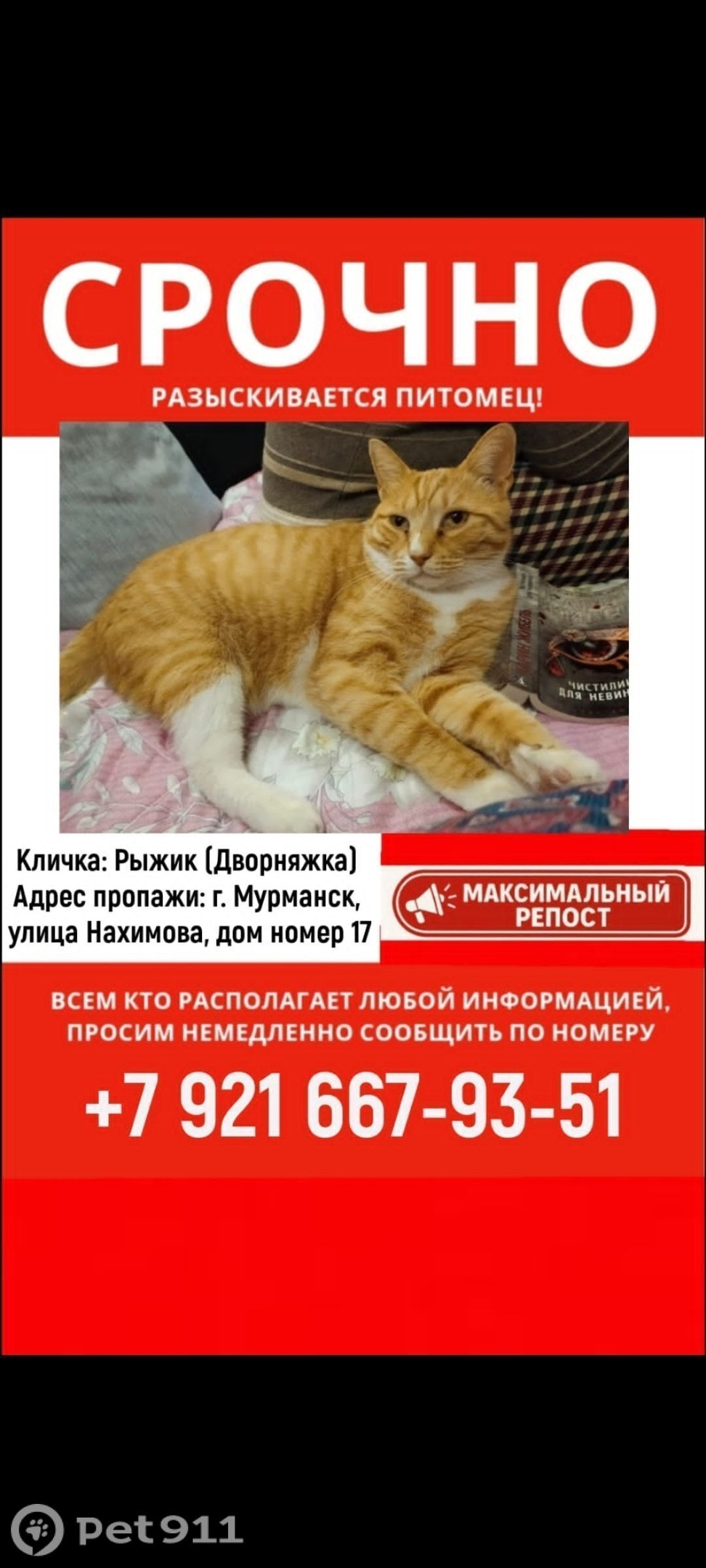 Пропала кошка в Мурманске — фото объявления