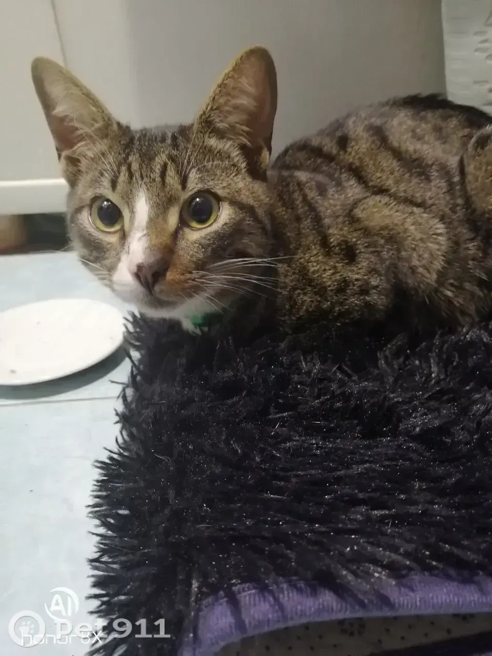 Найдена кошка в Мурманске — фото объявления