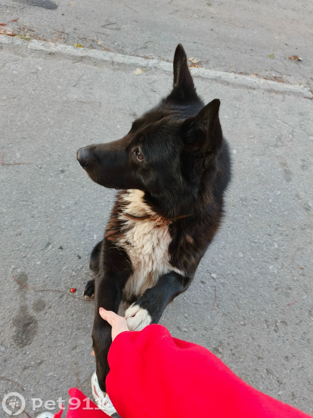 Пропала собака в Мурманске — фото объявления