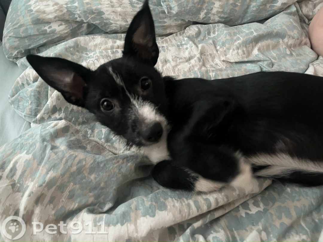 Пропала собака в Мурманске — фото объявления