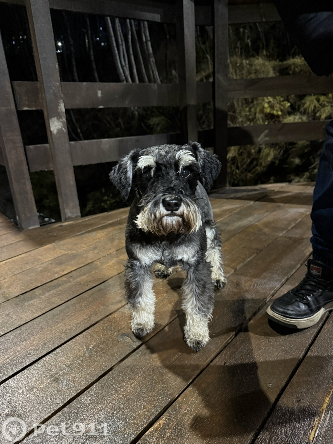 Найдена собака в Мурманске — фото объявления