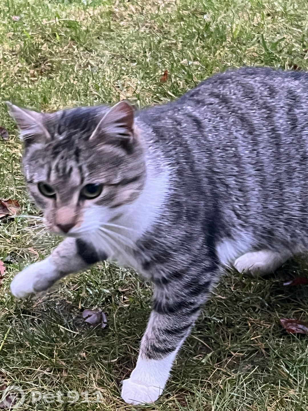 Найдена кошка в Мурманске — фото объявления