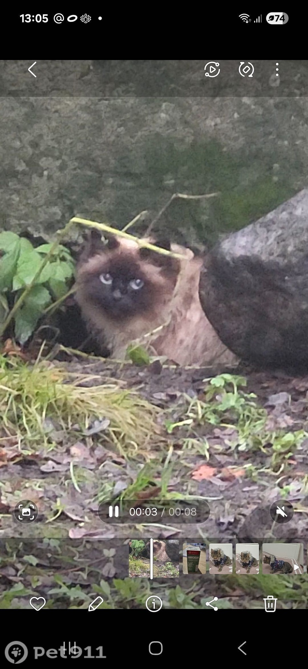 Найдена кошка в Мурманске — фото объявления