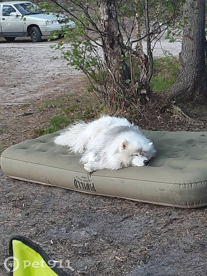 Пропала собака в Мурманске — фото объявления