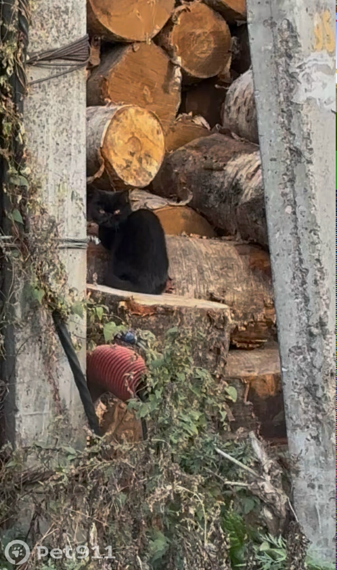 Найдена кошка в Костроме — фото объявления