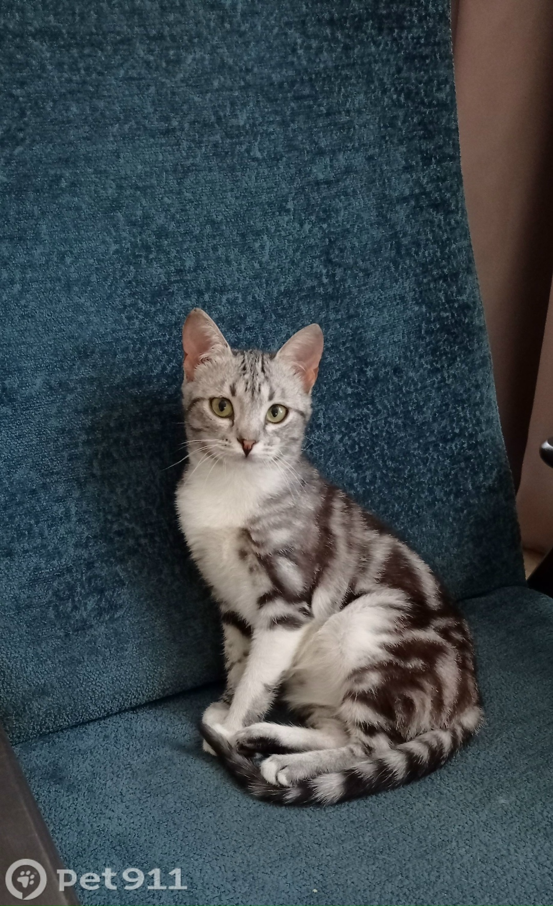 Пропала кошка в Костроме — фото объявления