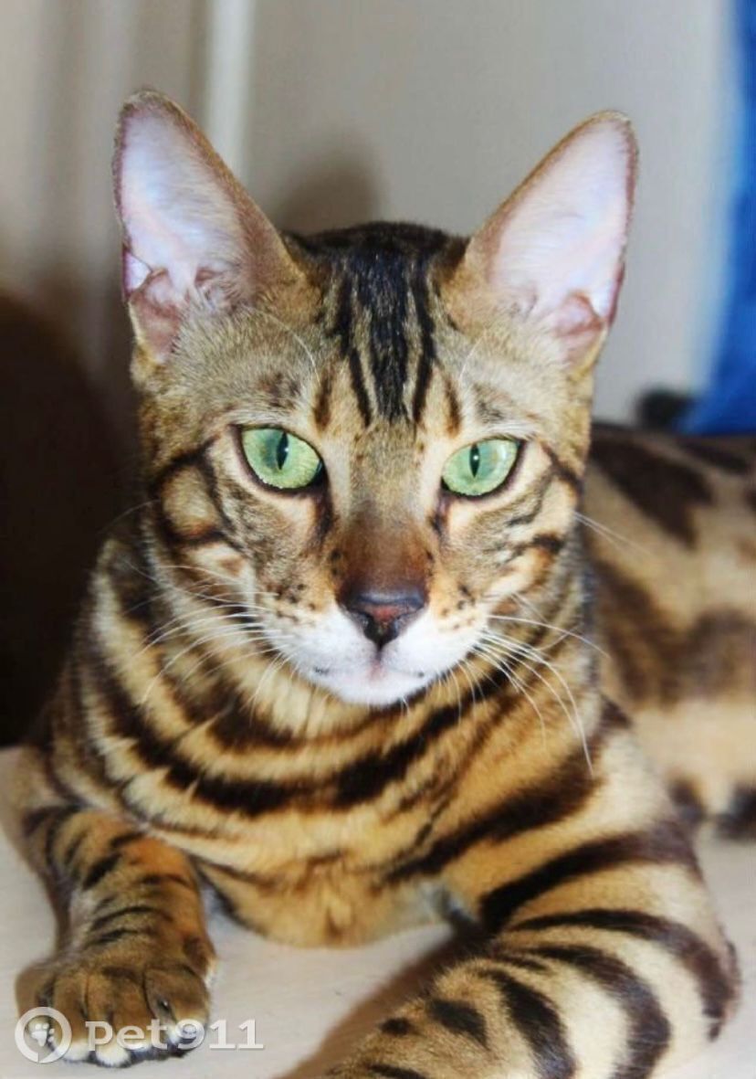 Пропала кошка в Костроме — фото объявления