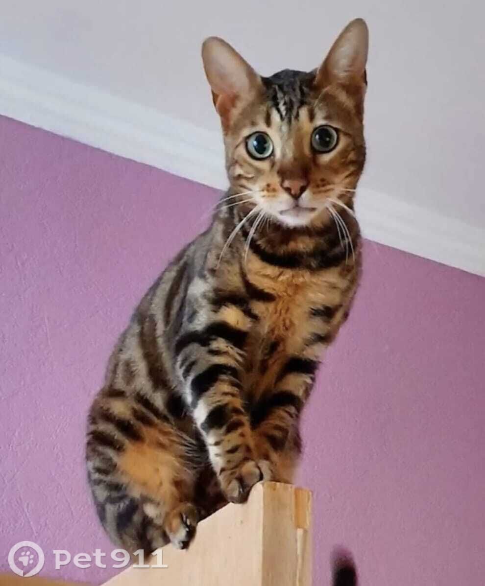 Пропала кошка в Костроме — фото объявления