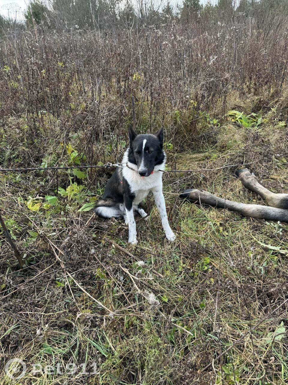 Пропала собака в Костроме — фото объявления
