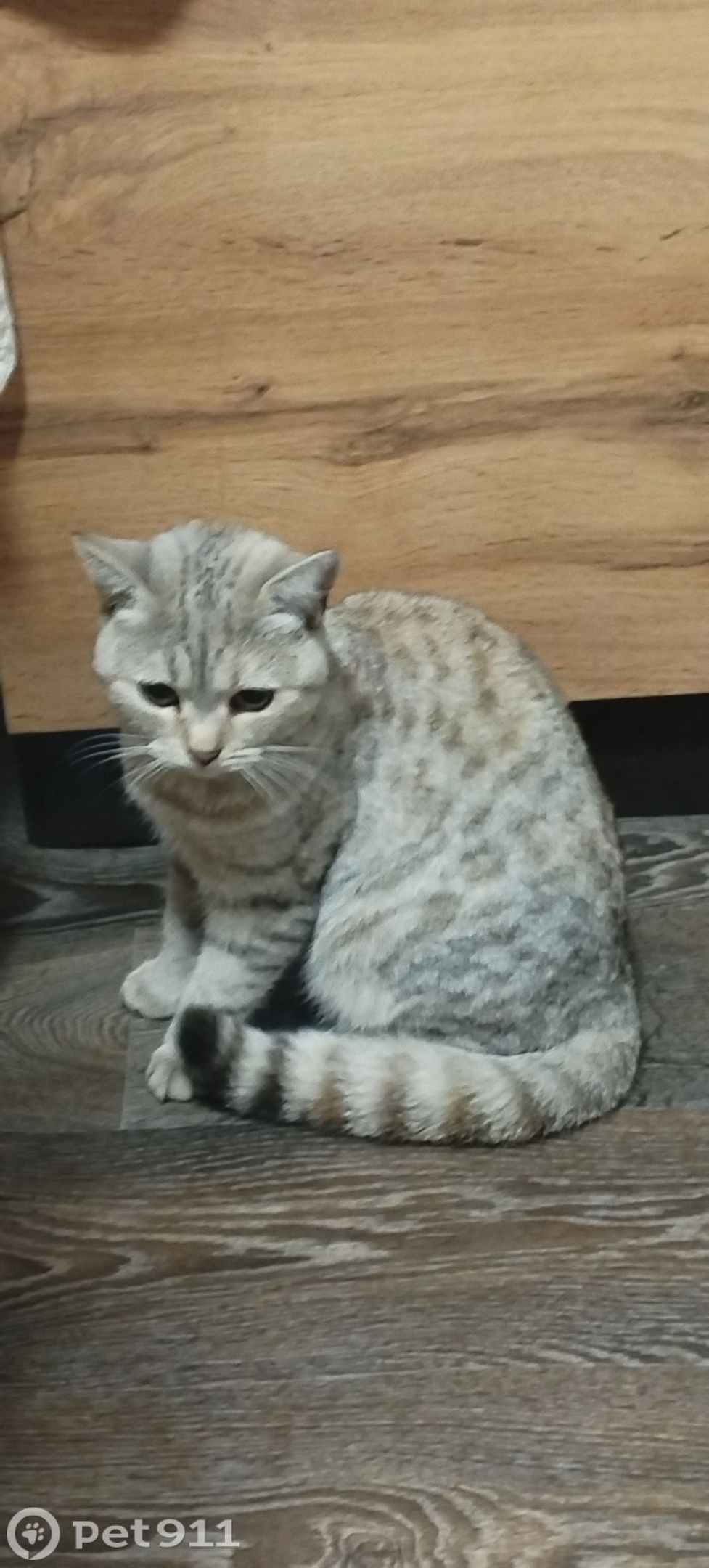 Найдена кошка в Костроме — фото объявления