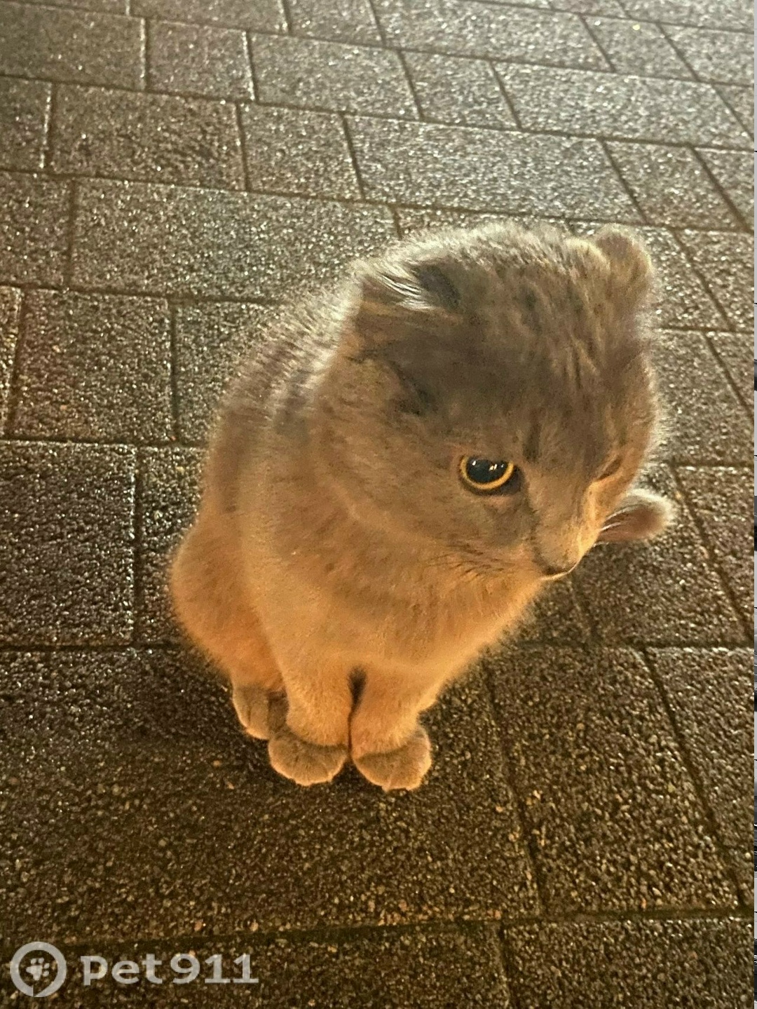 Найдена кошка в Костроме — фото объявления