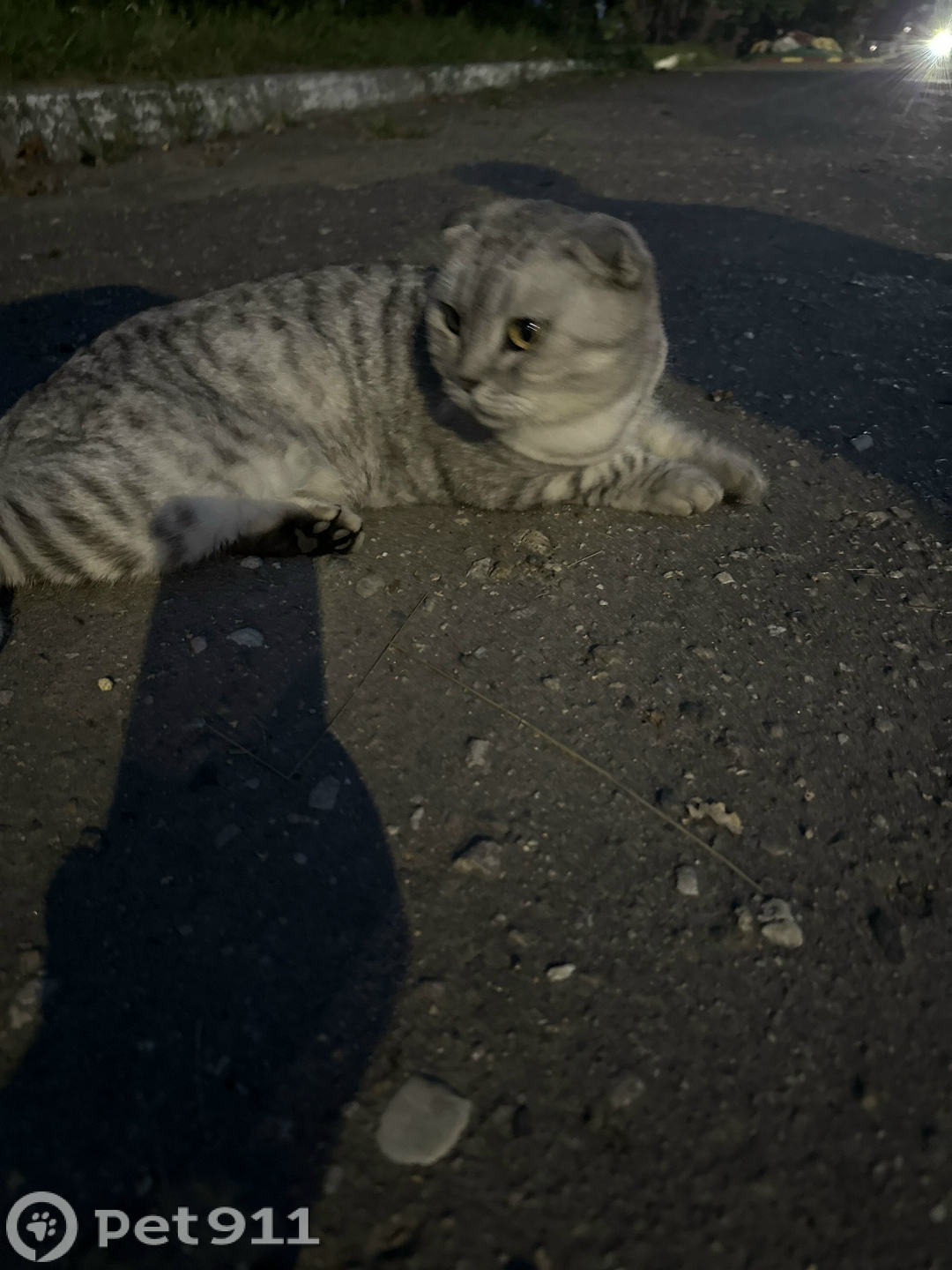 Найдена кошка в Костроме — фото объявления