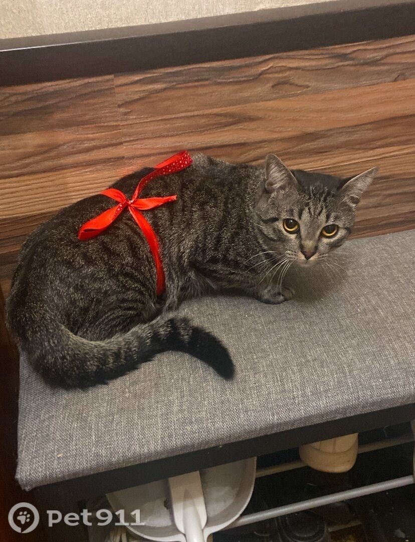 Пропала кошка в Костроме — фото объявления