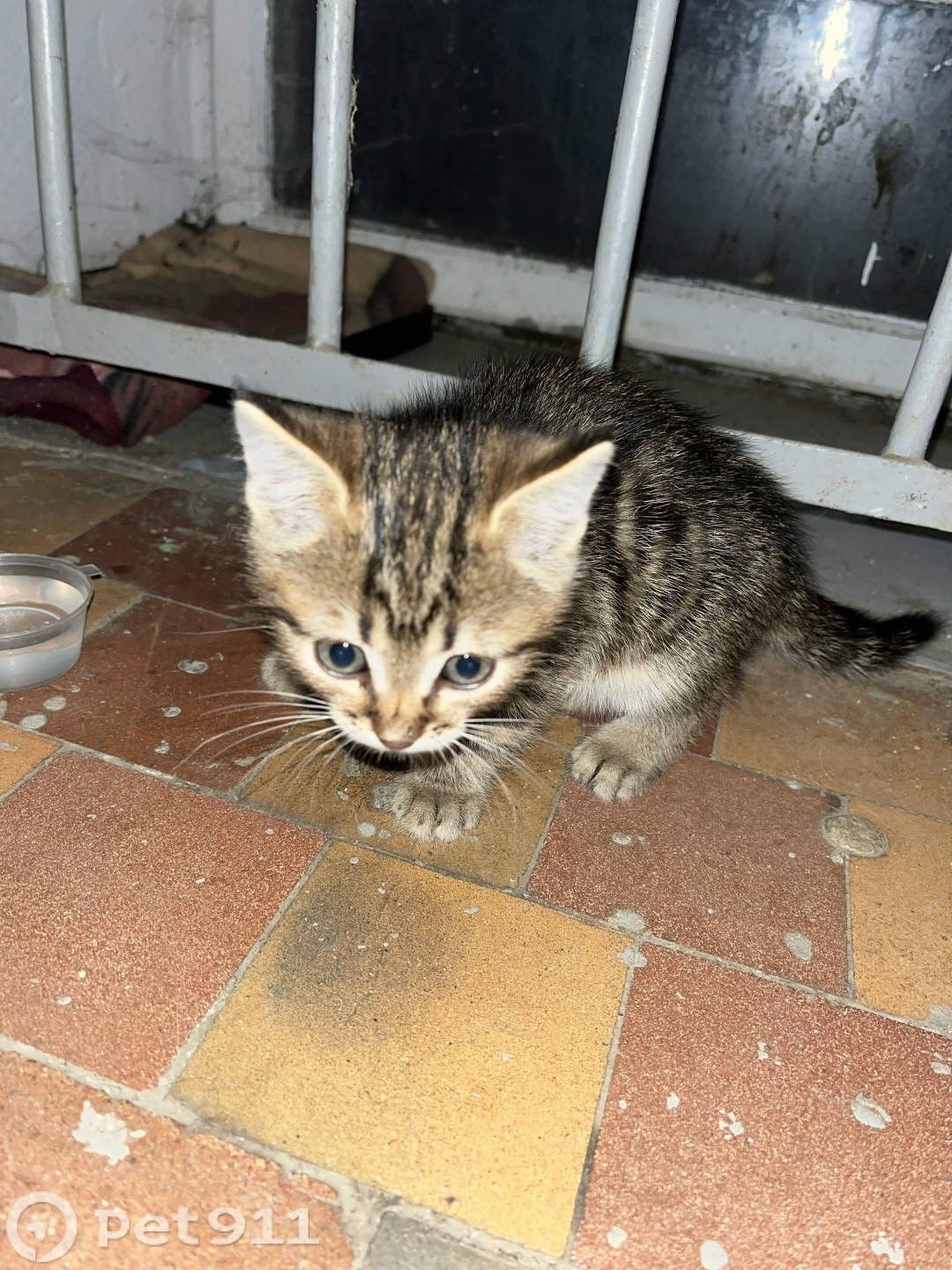 Найдена кошка в Костроме — фото объявления