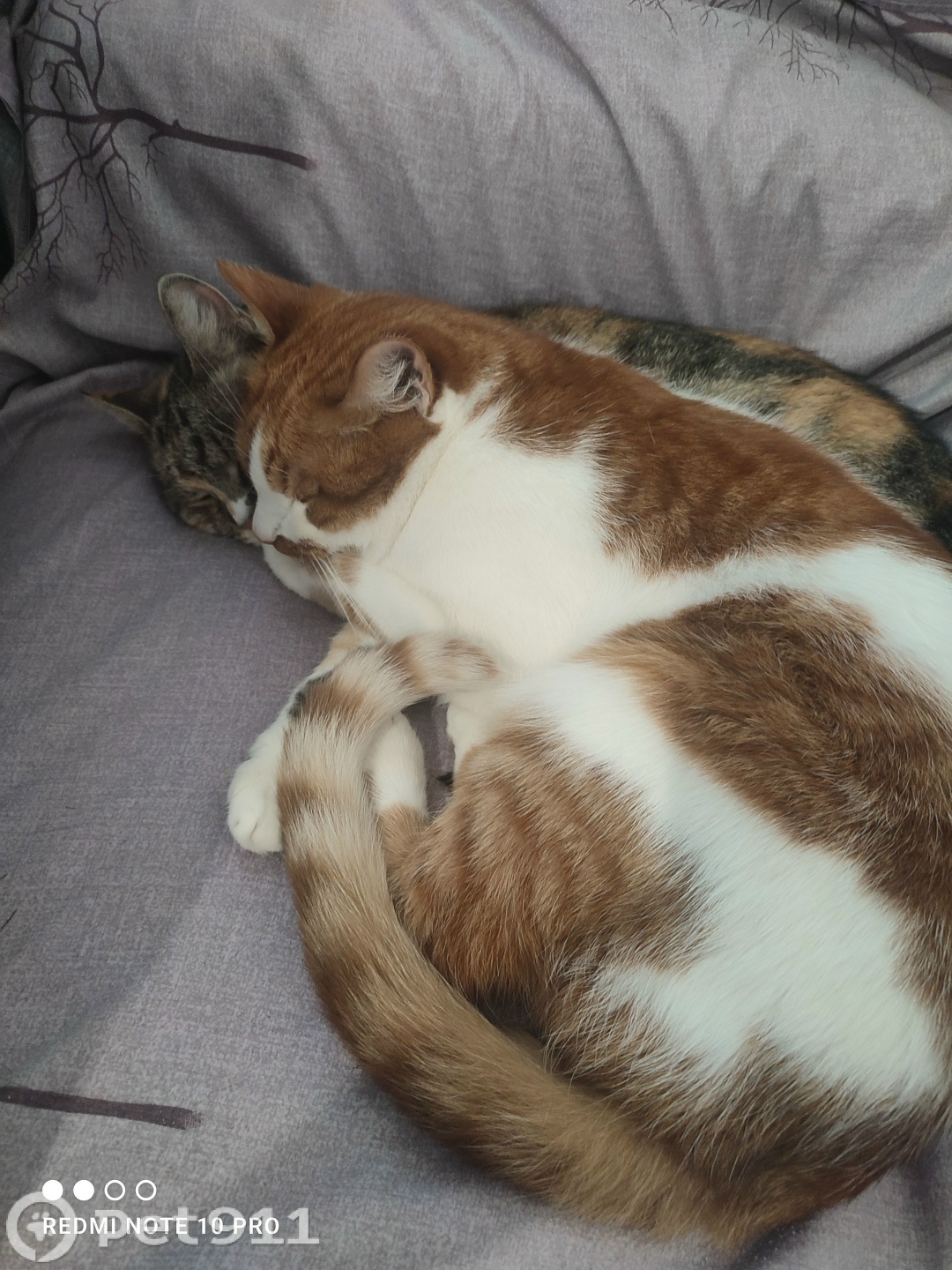 Пропала кошка в Костроме — фото объявления