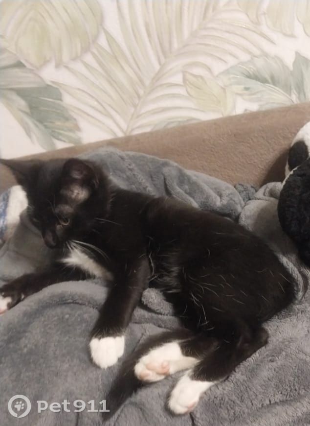 Пропала кошка в Костроме — фото объявления