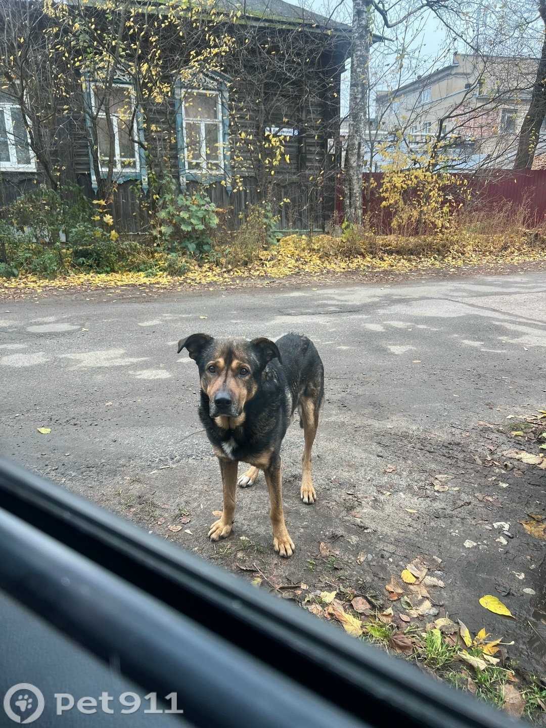 Найдена собака в Костроме — фото объявления