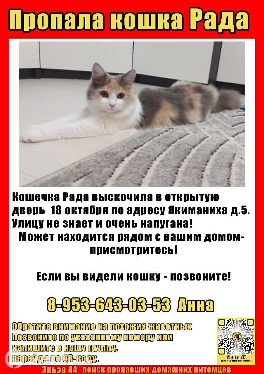 Пропала кошка в Костроме — фото объявления