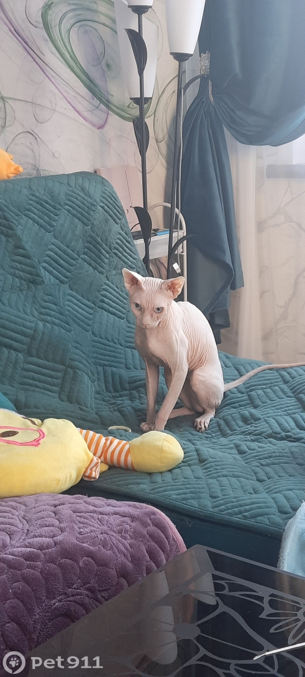 Пропала кошка в Костроме — фото объявления