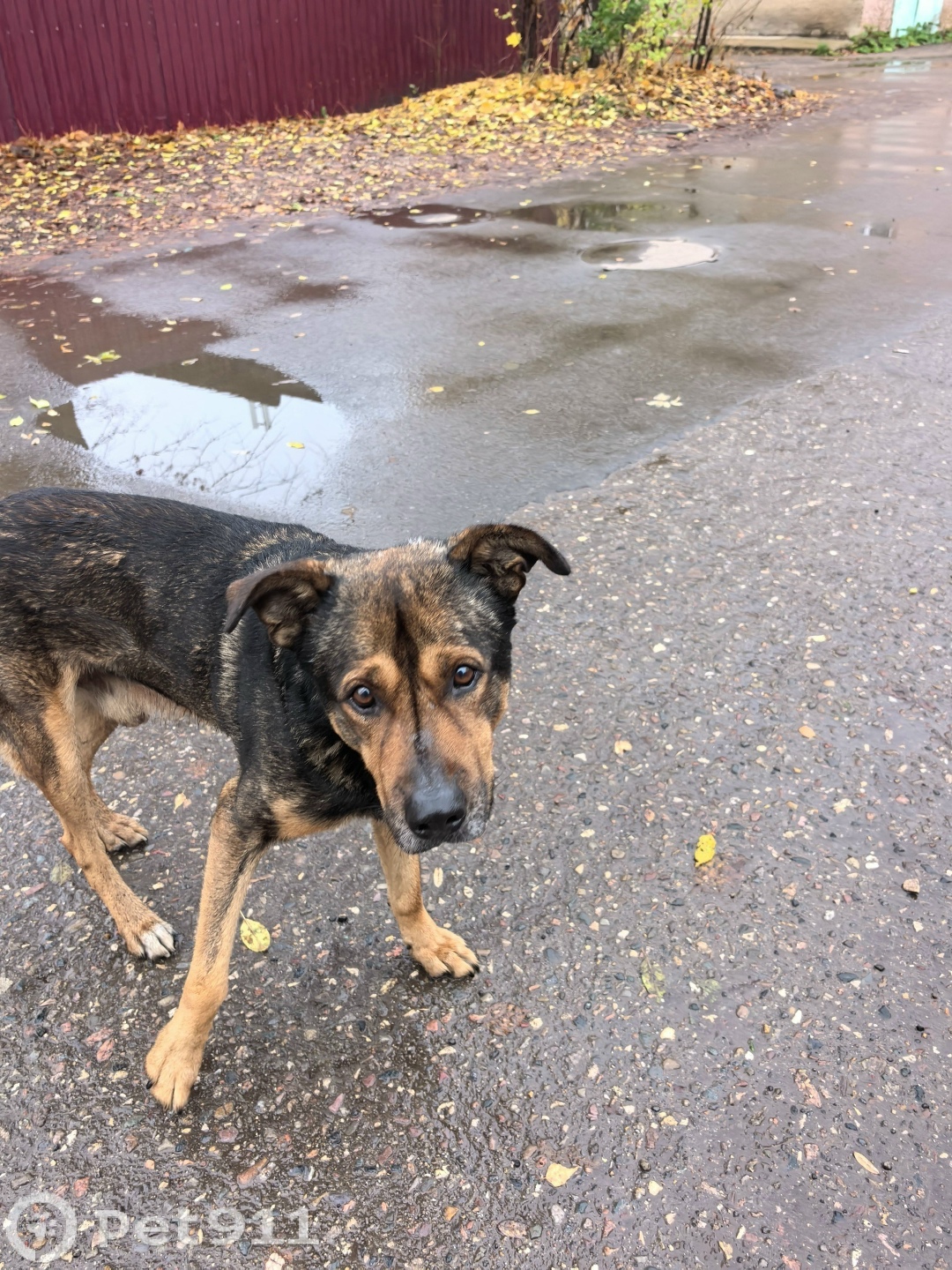 Найдена собака в Костроме — фото объявления
