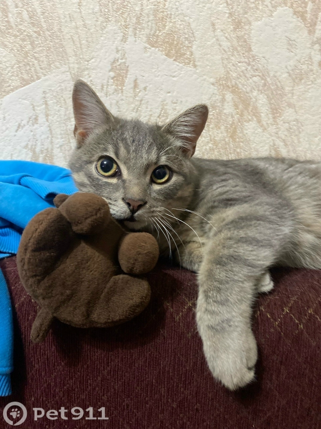 Пропала кошка в Костроме — фото объявления