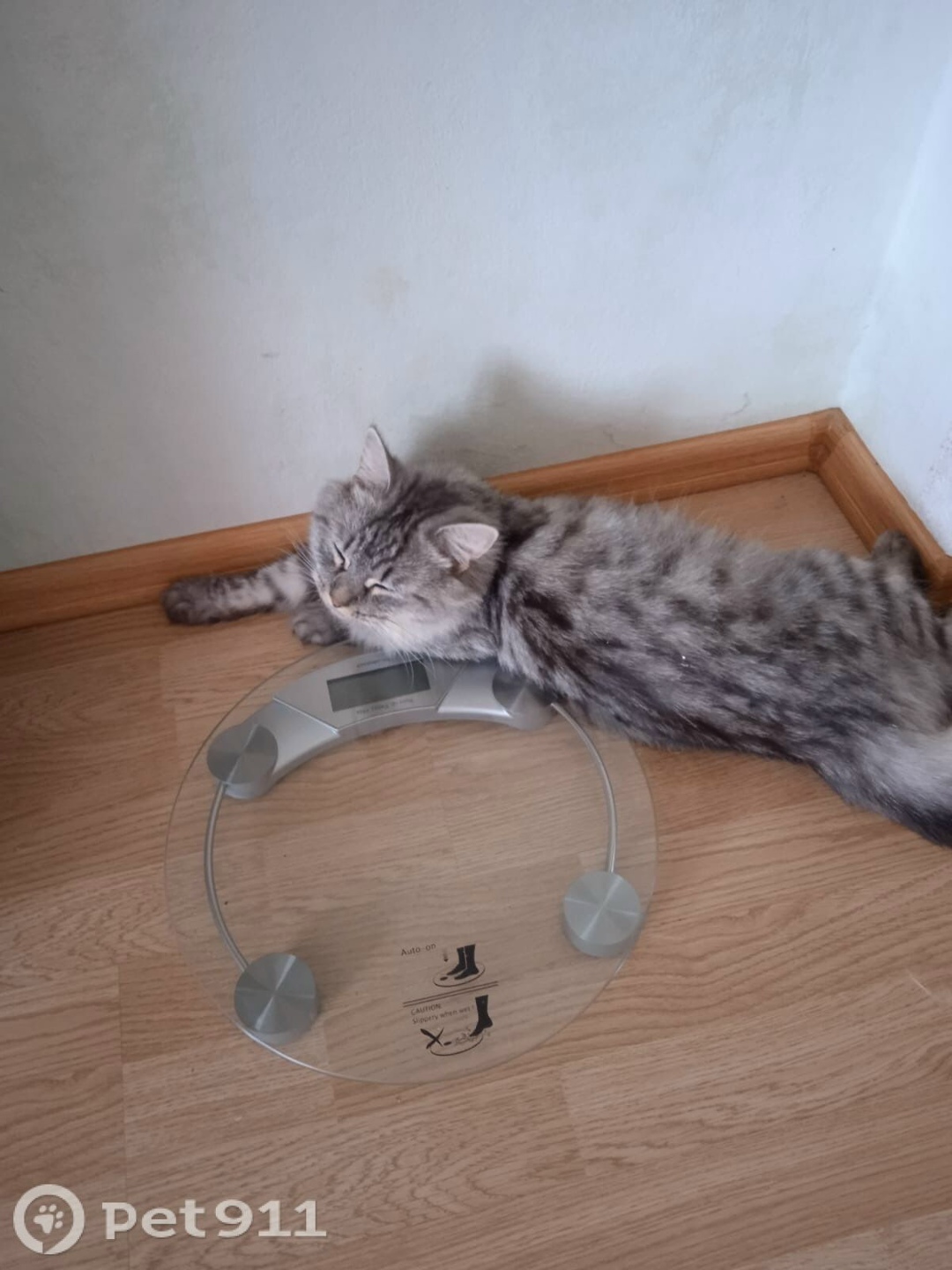 Пропала кошка в Костроме — фото объявления