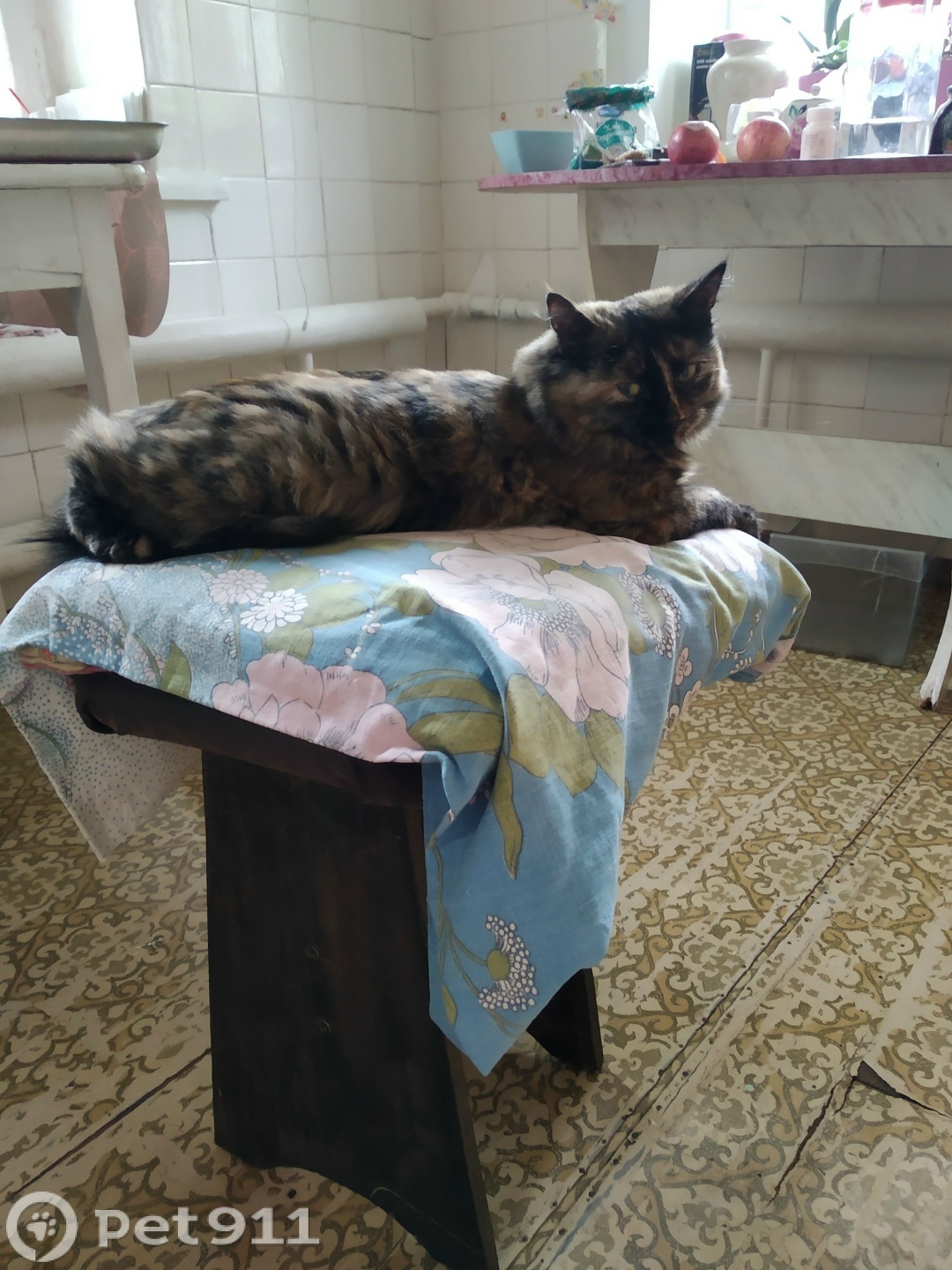 Пропала кошка в Костроме — фото объявления