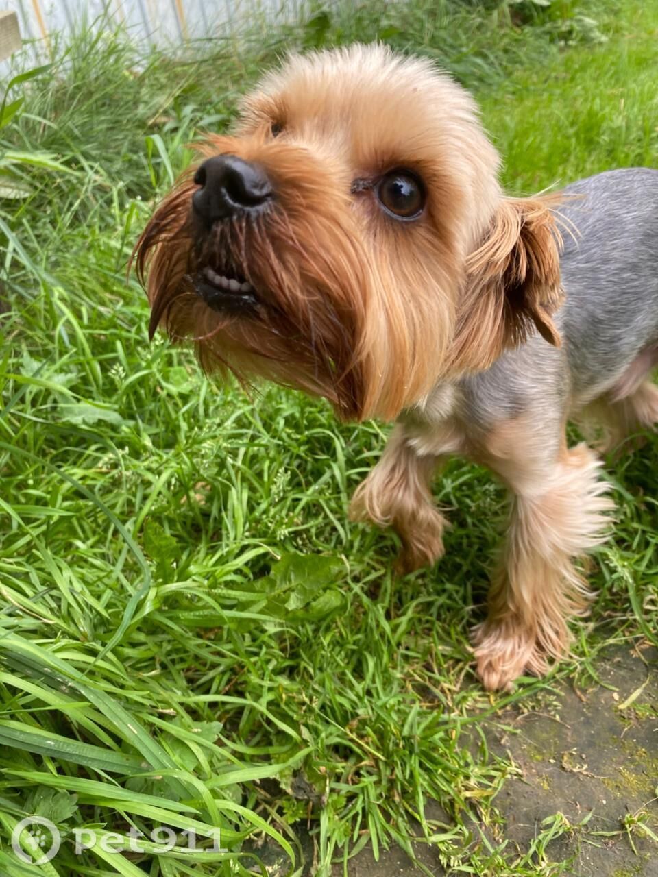 Пропала собака в Костроме — фото объявления