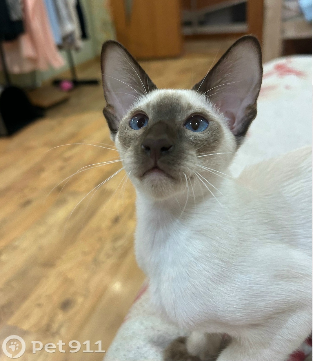 Пропала кошка в Костроме — фото объявления