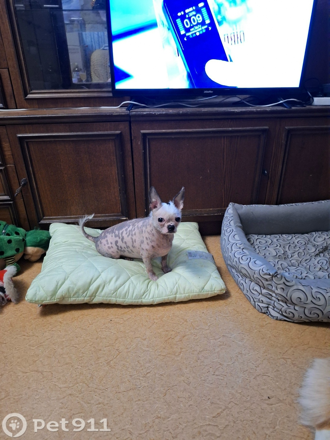 Пропала собака в Костроме — фото объявления