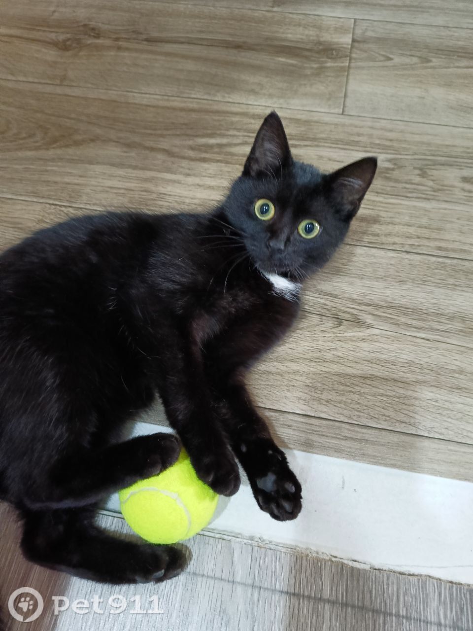 Найдена кошка в Костроме — фото объявления