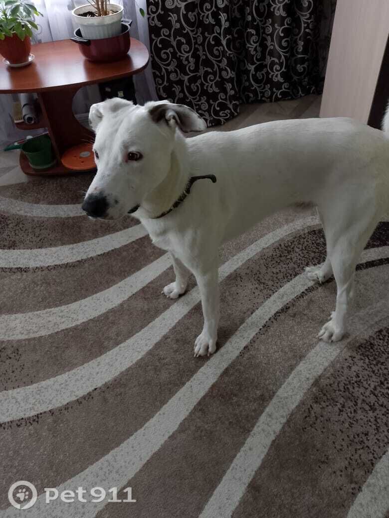 Пропала собака в Костроме — фото объявления