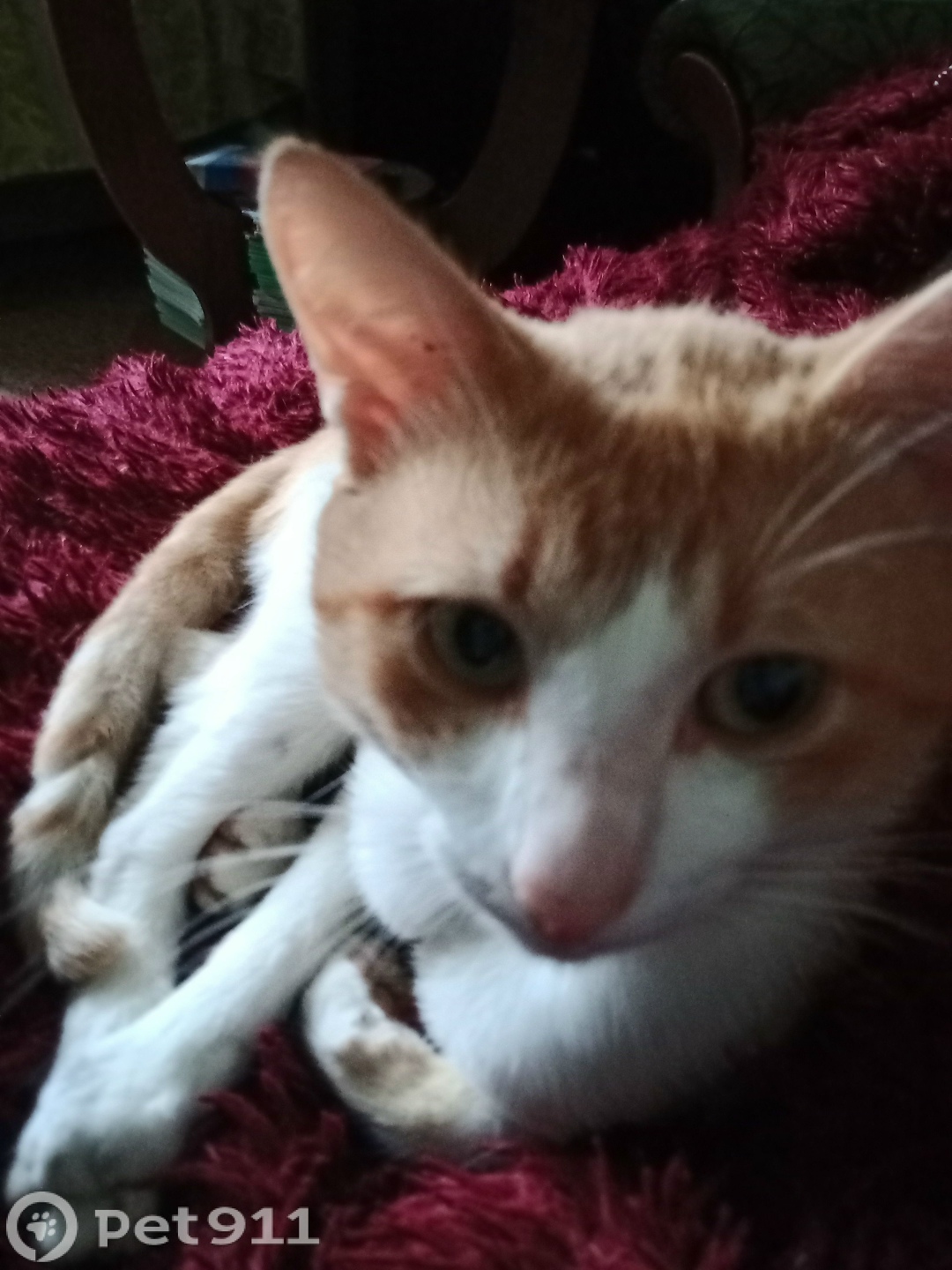 Пропала кошка в Костроме — фото объявления