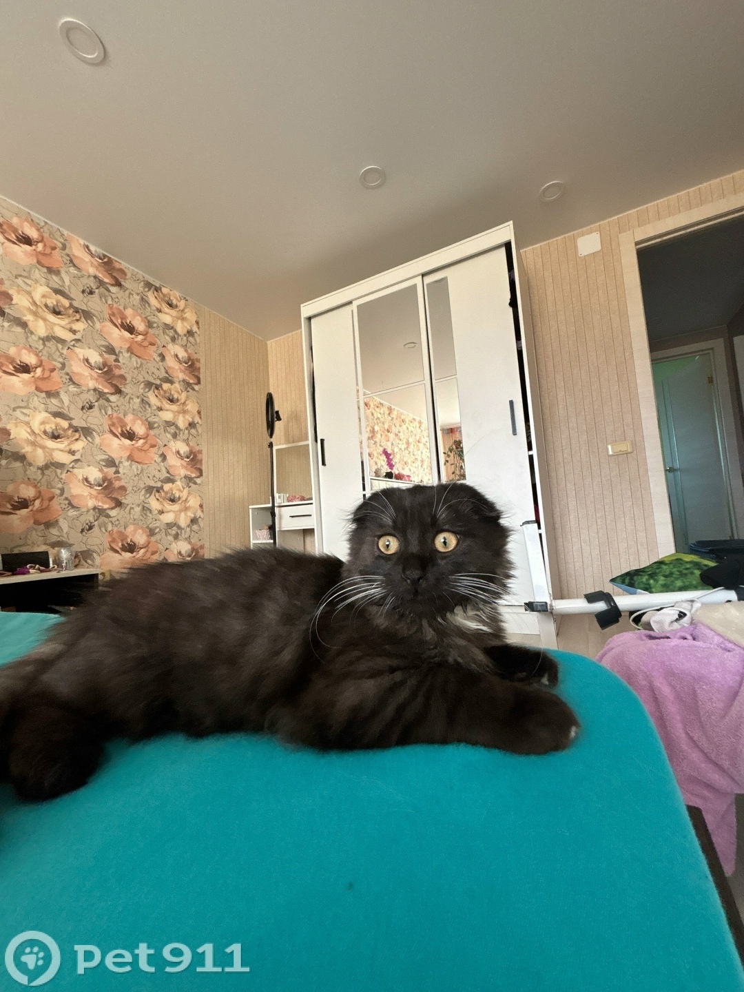 Пропала кошка в Костроме — фото объявления