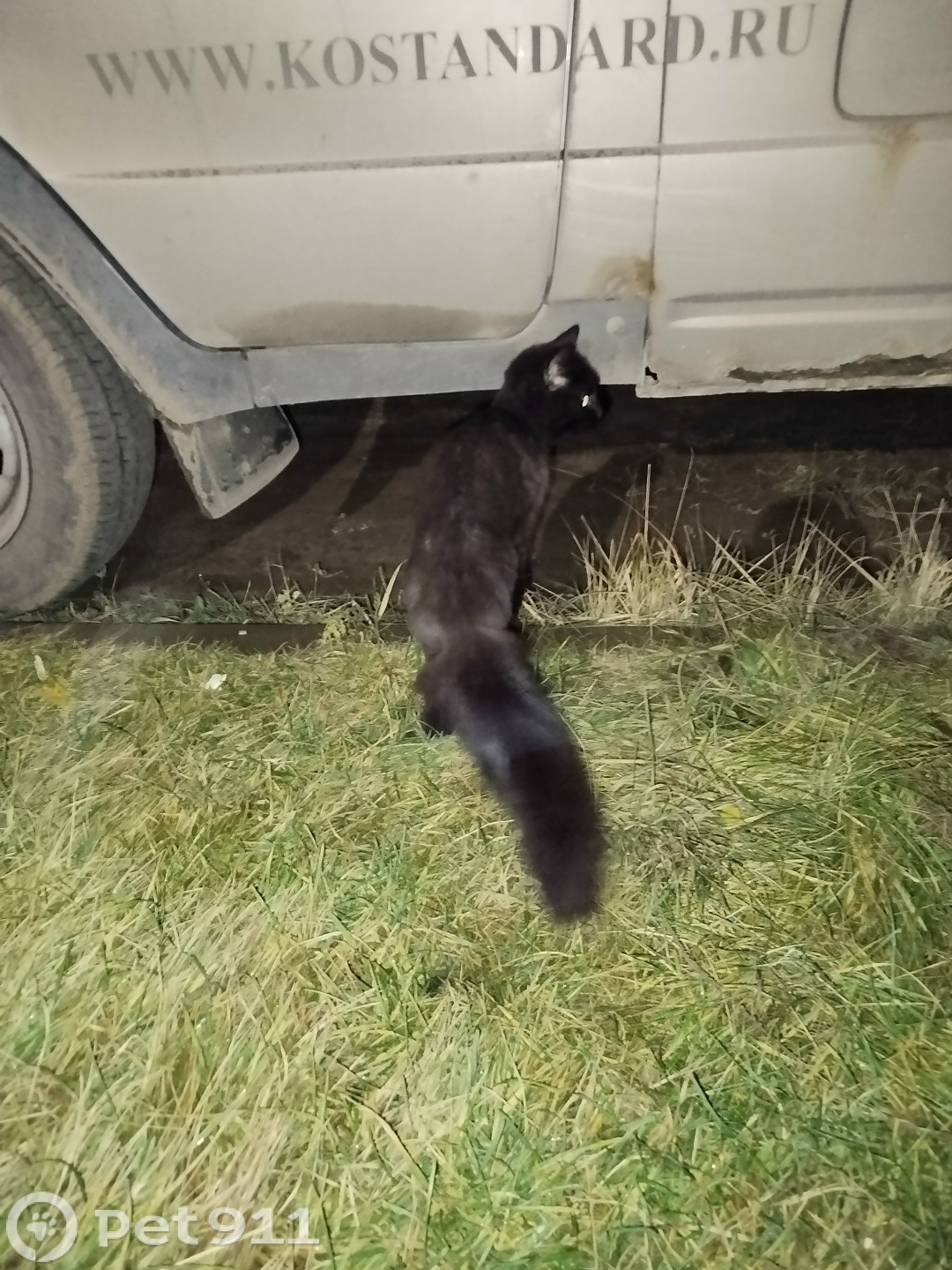 Найдена кошка в Костроме — фото объявления